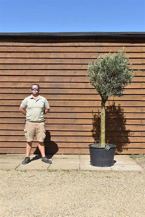 Tall Stem Lollipop Olive Tree No 303 Olive Grove Oundle