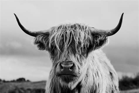 Black And White Highland Cow Print Scottish Coo Shaggy Cow Etsy Israel