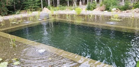 Diy Swim Pond Build Your Own Backyard Oasis What Happen World