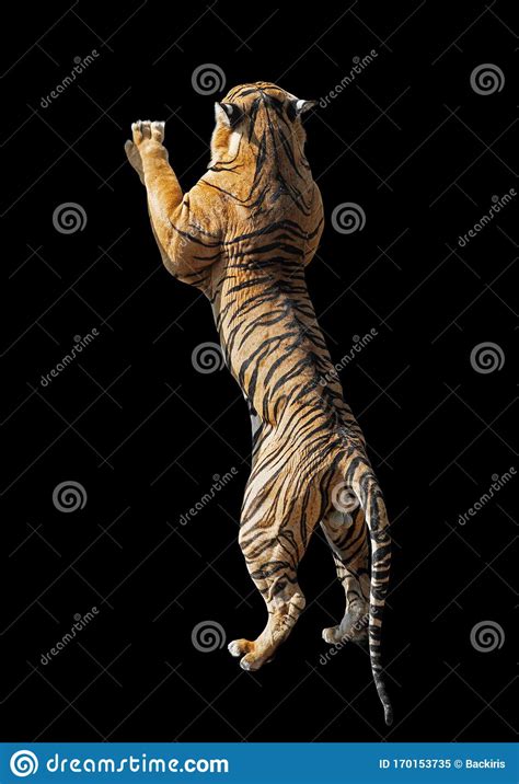 Close Up Bengal Tiger Standing Two Legs Isolated On Black Background