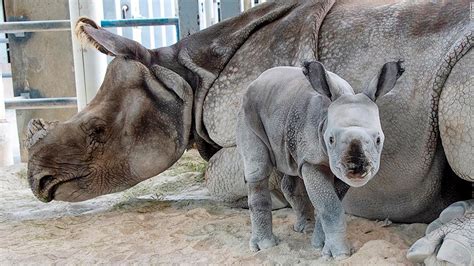 Rhino Conceived Via Artificial Insemination Is Welcomed By The Miami
