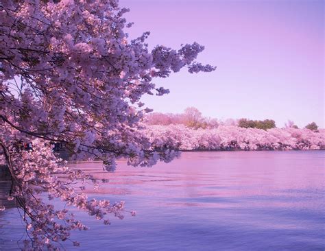 Cherry Blossom Desktop Wallpapers Top Free Cherry Blossom Desktop