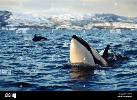 Juvenile Female Killer Whale Orcinus Orca With Head Out Of Water