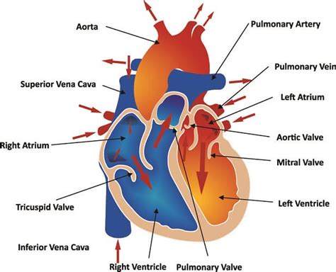 Pulmonary Artery The Definitive Guide Biology Dictionary