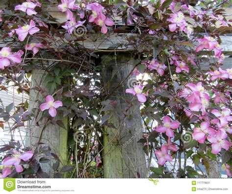 Pink Clematis Flowers Stock Image Image Of Nature Bloom 117779631