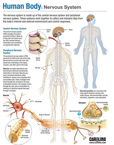 The Human Body Nervous System Is Shown In This Diagram And Shows Its