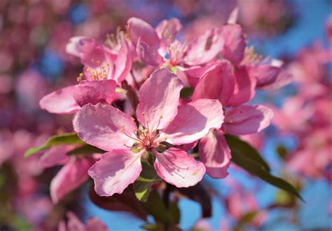 Profusion Crabapple Flowers Next Generation Landscape Nursery