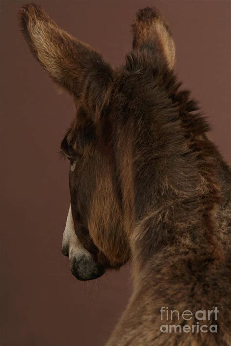 Jerusalem Donkey Rear View Photograph By Thomas Northcut Fine Art