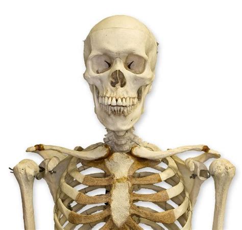 10 Interesting Skeletal System Facts | My Interesting Facts