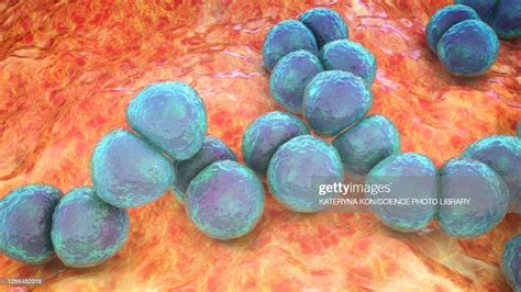 Streptococcus Pneumoniae Bacteria Illustration High Res Vector Graphic