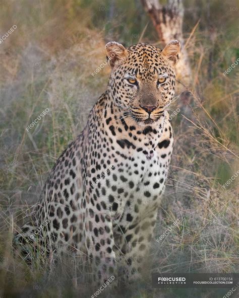 A Male Leopard Panthera Pardus Sits In Long Grass And Looks Forward