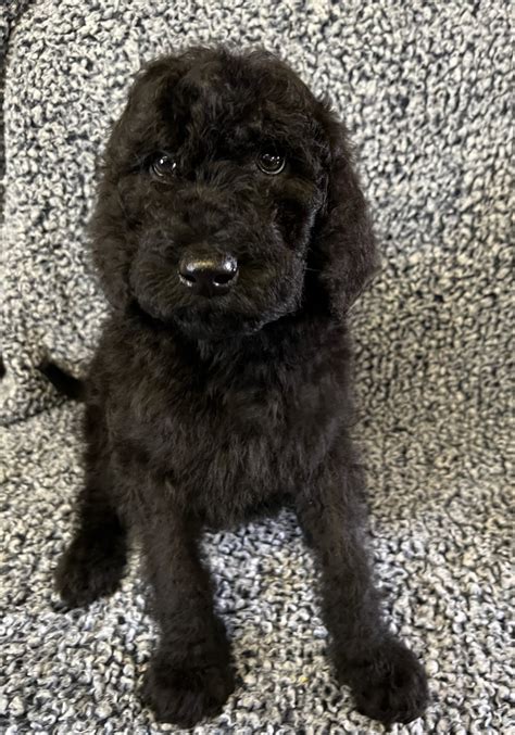 Giant Schnoodle Puppies For Sale In Montana Debs Doodles — Debs
