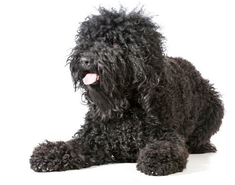 Barbet Dog Breed Facts And Information Cuteness