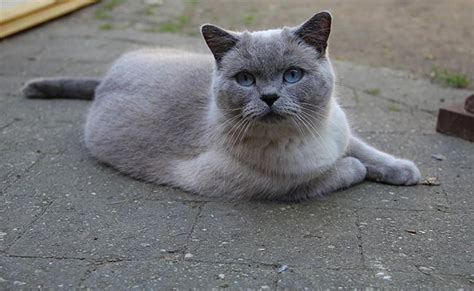 British Shorthair Cat Breed Information A Cute And Easy Going