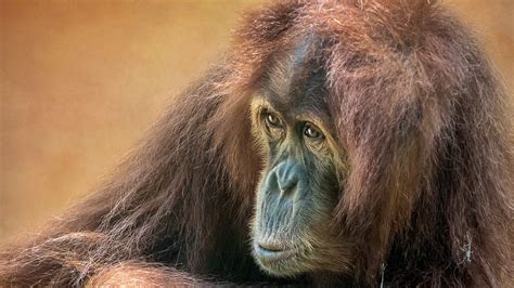 Orangutan Hd Wallpaper Background Image 2560x1440 Id1098106