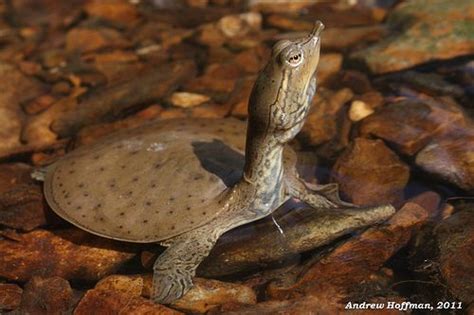 Apalone Spinifera Spinifera Eastern Spiny Softshell Tortoise Turtle