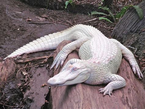 Albino Crocodile Characteristics Peculiarities And Behavior