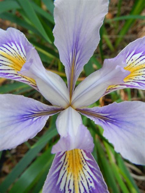 Wild Iris Wild Iris Color Inspiration Habitats Wild Flowers In The