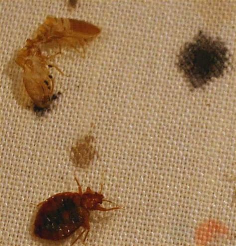 Bed Bug Shells Skins And Casings Complete Visual Guide Pestseek