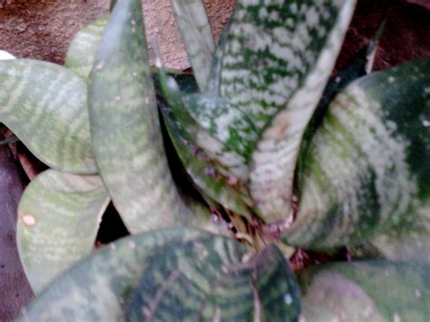 The pest control company manhandling the snake has been identified as pestbusters. Garden Care Simplified: Natural Pest Control and Air ...