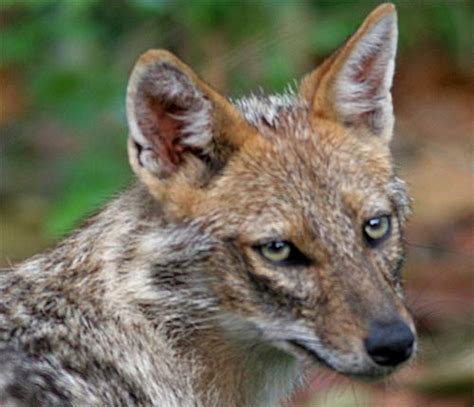 Jackal Thriving Vocal Canine That Can Run Animal Pictures And