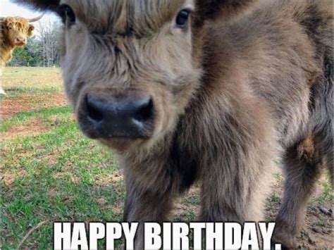 Funny Cow Happy Birthday Meme