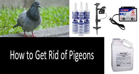 Pigeons are surprisingly intelligent and extremely resourceful. How to get rid of pigeons: TOP-8 pigeon repellents and ...
