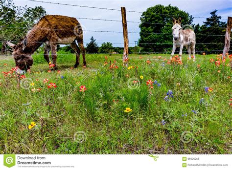 A Donkey In Texas Field Of Wildflowers Stock Photo Image Of Flower Farm 66626268