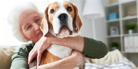 18 Good Dogs For Seniors Who Want Or Need A Furry Buddy
