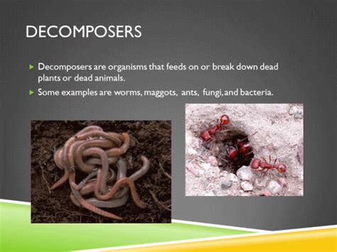 Food Chain Powerpoint K 5 Computer Lab Technology Lessons