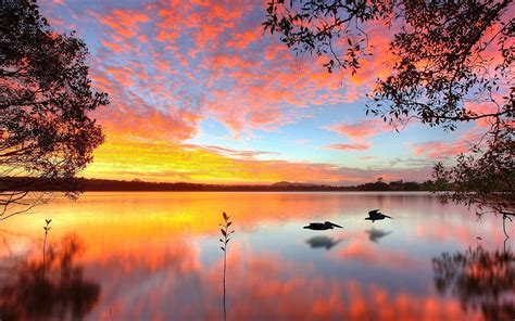 Download Australia Bird Sunset Sunrise Lake Nature Reflection Hd Wallpaper