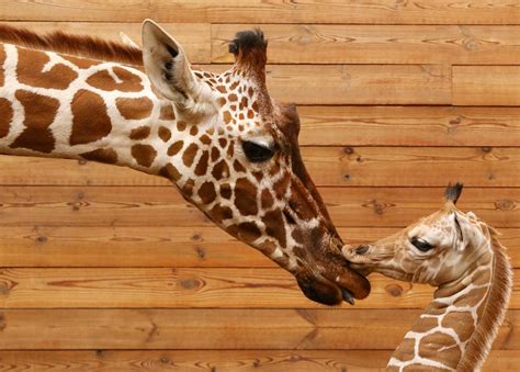Nothing Like Love Animals Cute Giraffe