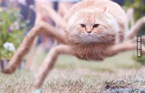 Spider Cat Does Whatever A Spidercat Does 9gag