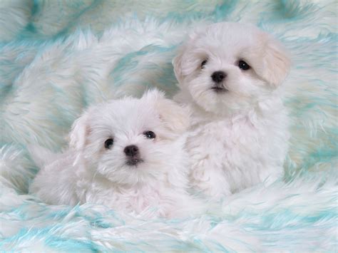 Free Download Cute Puppy Wallpaper Wallpapers In Hdcom 2560x1600