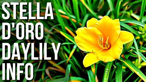 Stella DOro Daylily Care And Info How To Grow And Care For Stella D