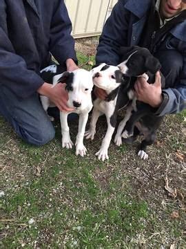 Why buy a great dane puppy for sale if you can adopt and save a life? Boxer-Great Dane Mix puppy for sale in TUSCOLA, IL. ADN ...