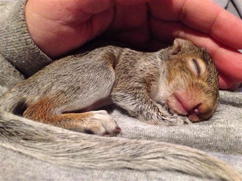 16 Things To Love About Squirrels