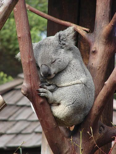 The Pet Blog Koala Bears Cute And Endangered