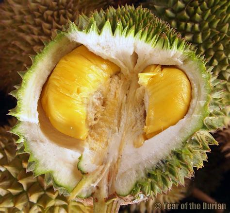 How come the small musang king durian can bear the fruit the most? How to Identify Musang King and D24