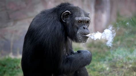 North Korean Zoo Is Home To A Chain Smoking Chimp