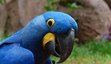 Top 10 Most Beautiful Parrots In The World Attention Trust
