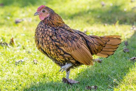Sebright Chickens Beautiful Bantams For Your Backyard
