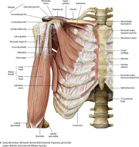 Human Muscle Anatomy Upper Limb Anatomy Anatomy