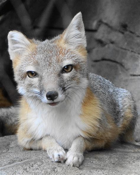 Swift Fox Swift Fox Fox Beautiful Creature