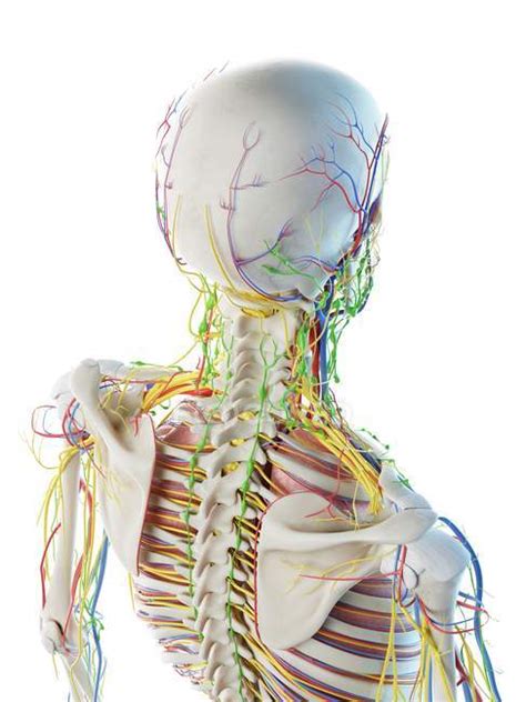 Male Head And Neck Anatomy Digital Illustration — Vascular Graphic