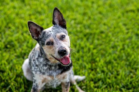 5 Blue Heeler Colors And All Markings Explained