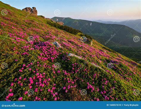 Pink Rose Rhododendron Flowers On Summer Mountain Slope Carpathian