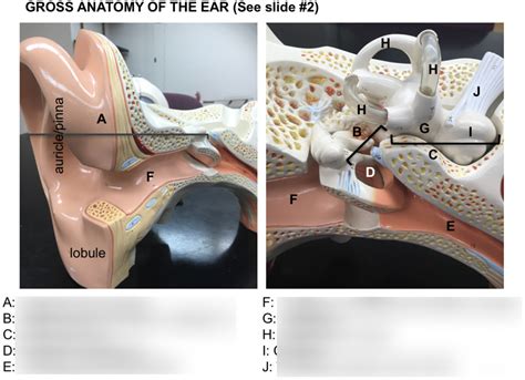 Anatomy Of The Ear Lab Model Diagram Quizlet