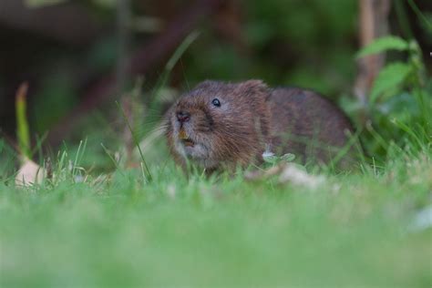 Mouse Vole Or Rat All Things Uk
