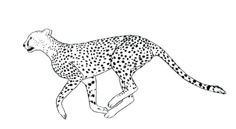 Cheetah Cub Coloring Pages At Getdrawings Free Download